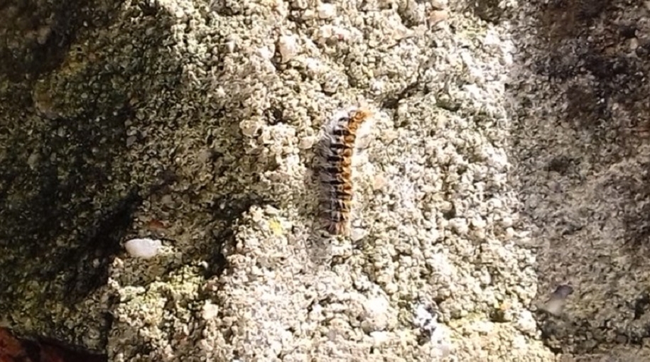 AVISO – Atenção à praga da lagarta do pinheiro 