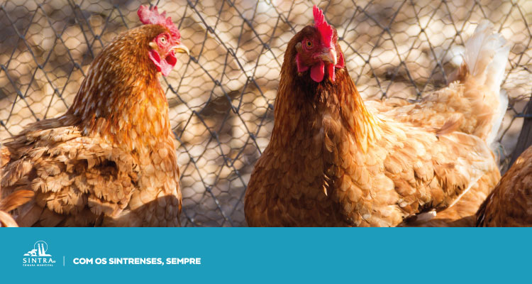 AVISO | Direção-Geral de Alimentação e Veterinária determina confinamento obrigatório de aves domésticas