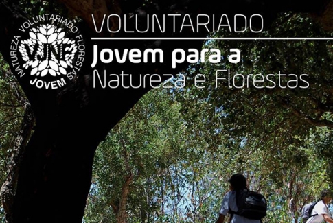 Inscrições abertas para “Voluntariado Sintra Jovem – Florestas”
