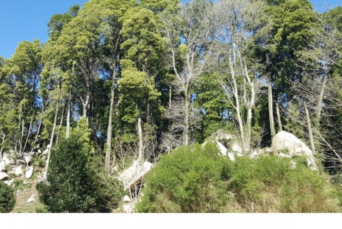 Câmara inicia trabalhos de prevenção de risco de incêndio na Serra de Sintra