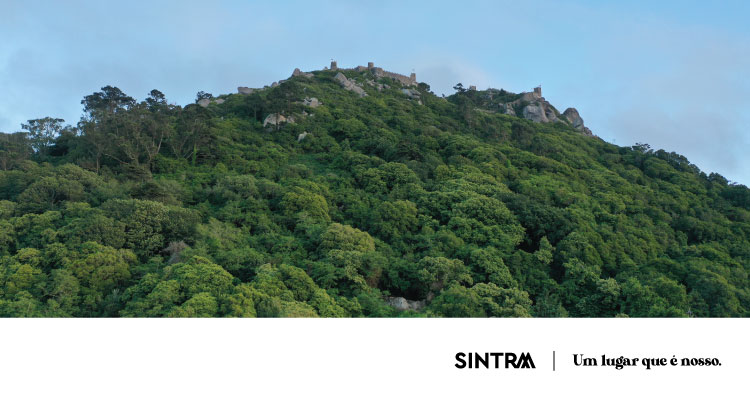 Plano de intervenções florestais na Serra de Sintra 2023/2024 em consulta pública digital