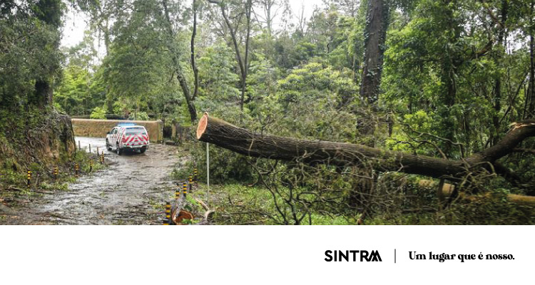 Perímetro florestal da Serra de Sintra mantém-se encerrado devido a condições meteorológicas adversas