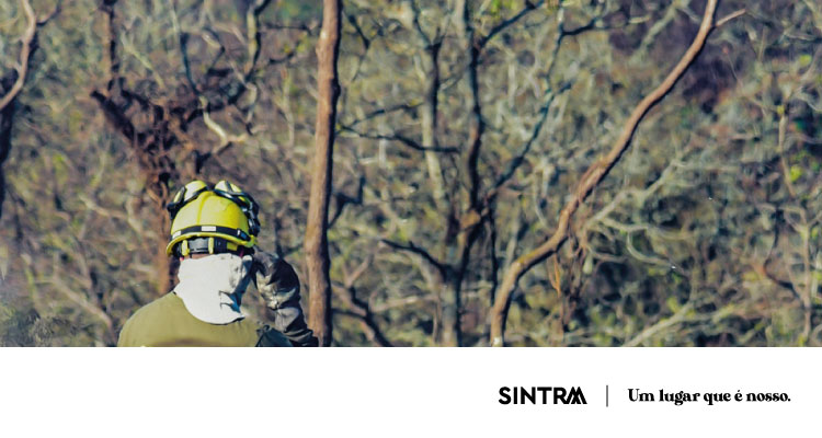 Autarquia une esforços com Exército Português e Parques de Sintra para vigilância e prevenção de incêndios na Serra de Sintra